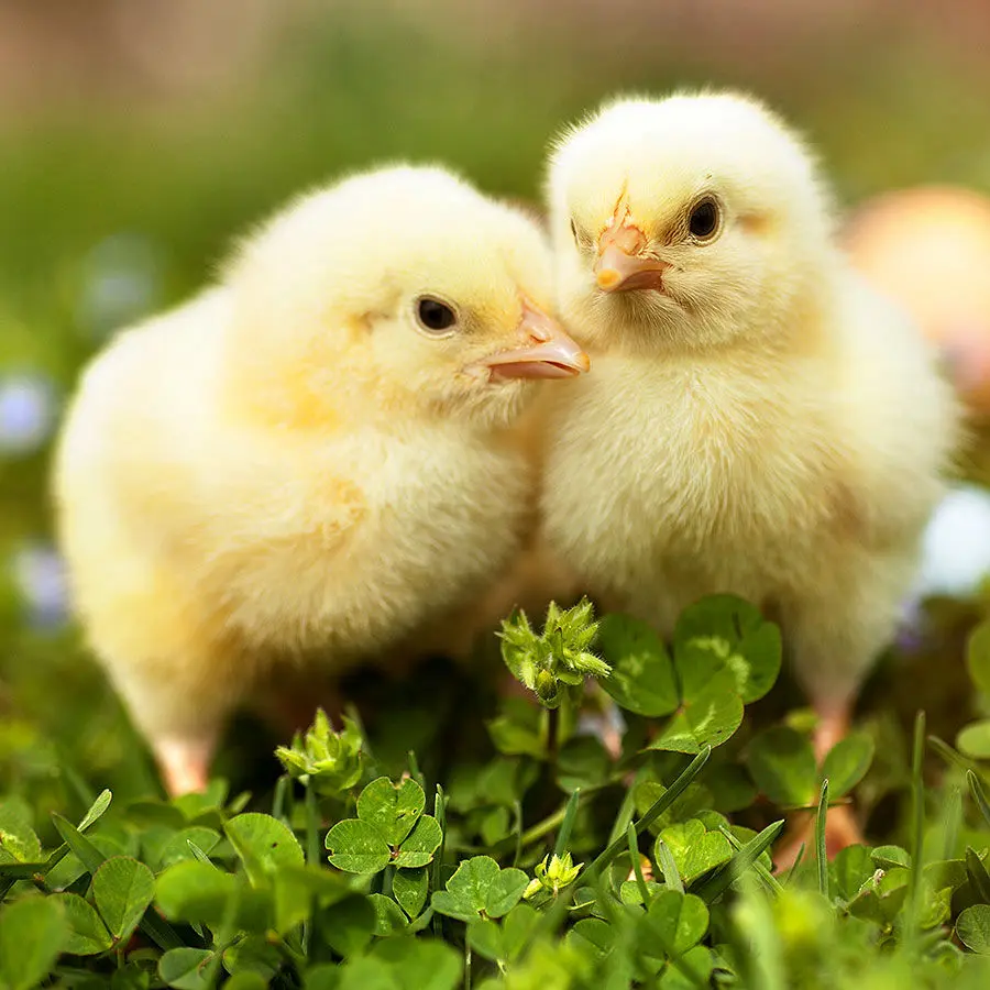 haarverdicker hairexpand ohne tierversuche beitrag